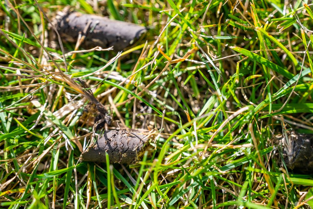 Lawn Fall Core Aeration Services by On The Go Lawn and Snow